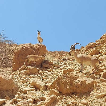 Unique&Warmy Place In The Dead Sea Avnat Exterior photo