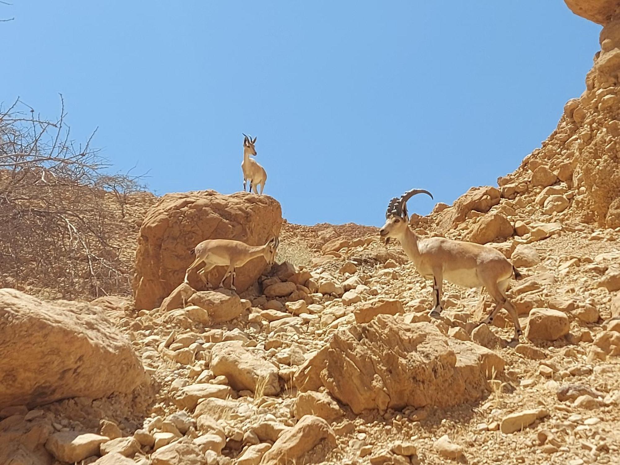 Unique&Warmy Place In The Dead Sea Avnat Exterior photo